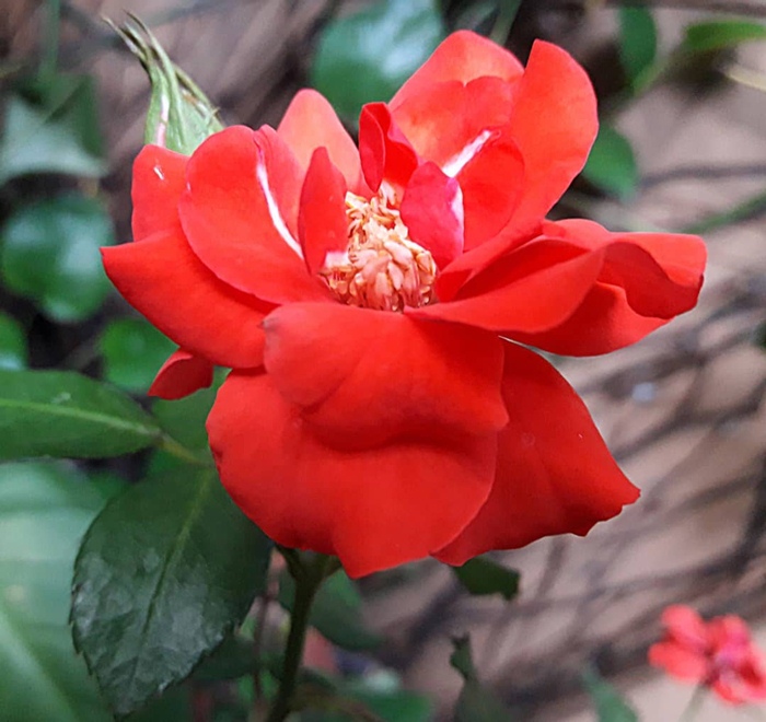 Bunga Mawar Merah IG 1