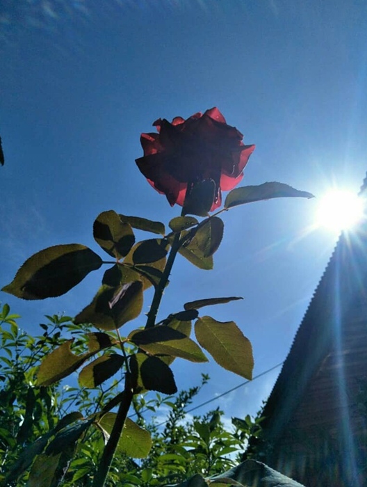 Bunga Mawar Merah IG 2