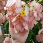 Bunga Nusa Indah IG 2