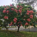 Bunga Nusa Indah IG 3
